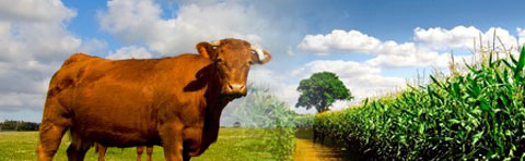 Agri-Foods with cow in field and rows of corn