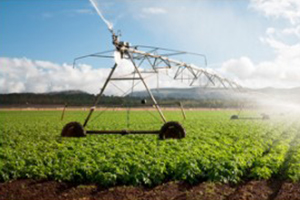 a field of crops being irrigated by a water sprinkler