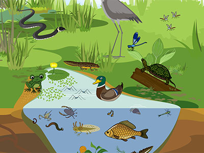 Drawing of Pond with birds, insects and fish