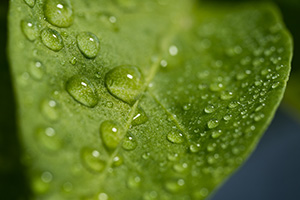 Water droplets on a leaf