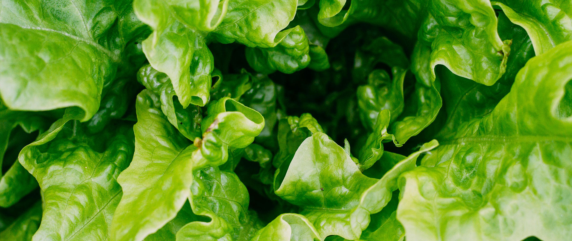 Close-up view of fresh green lettuce leaves with a crisp and vibrant appearance.