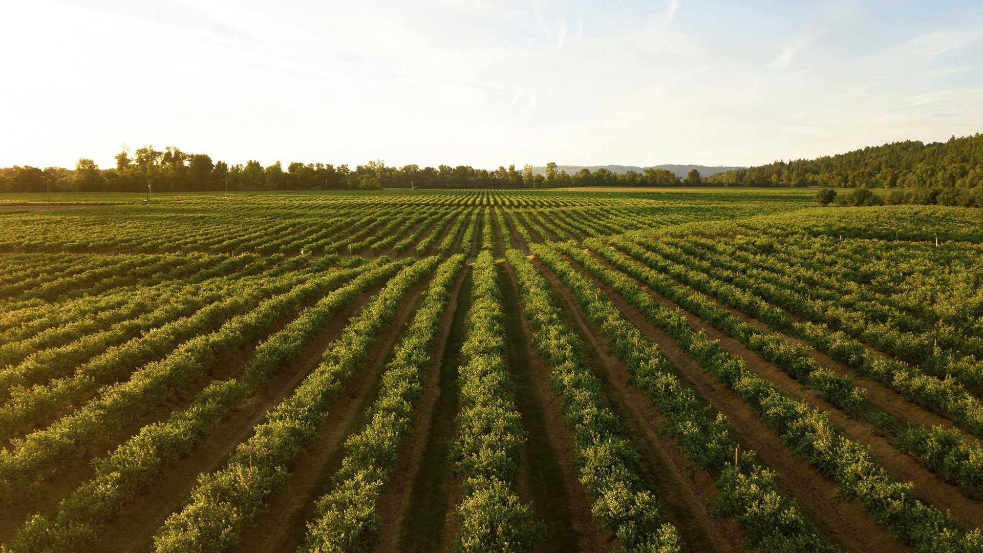 De vastes rangées de terres agricoles s'étendent vers l'horizon sous un ciel partiellement nuageux.