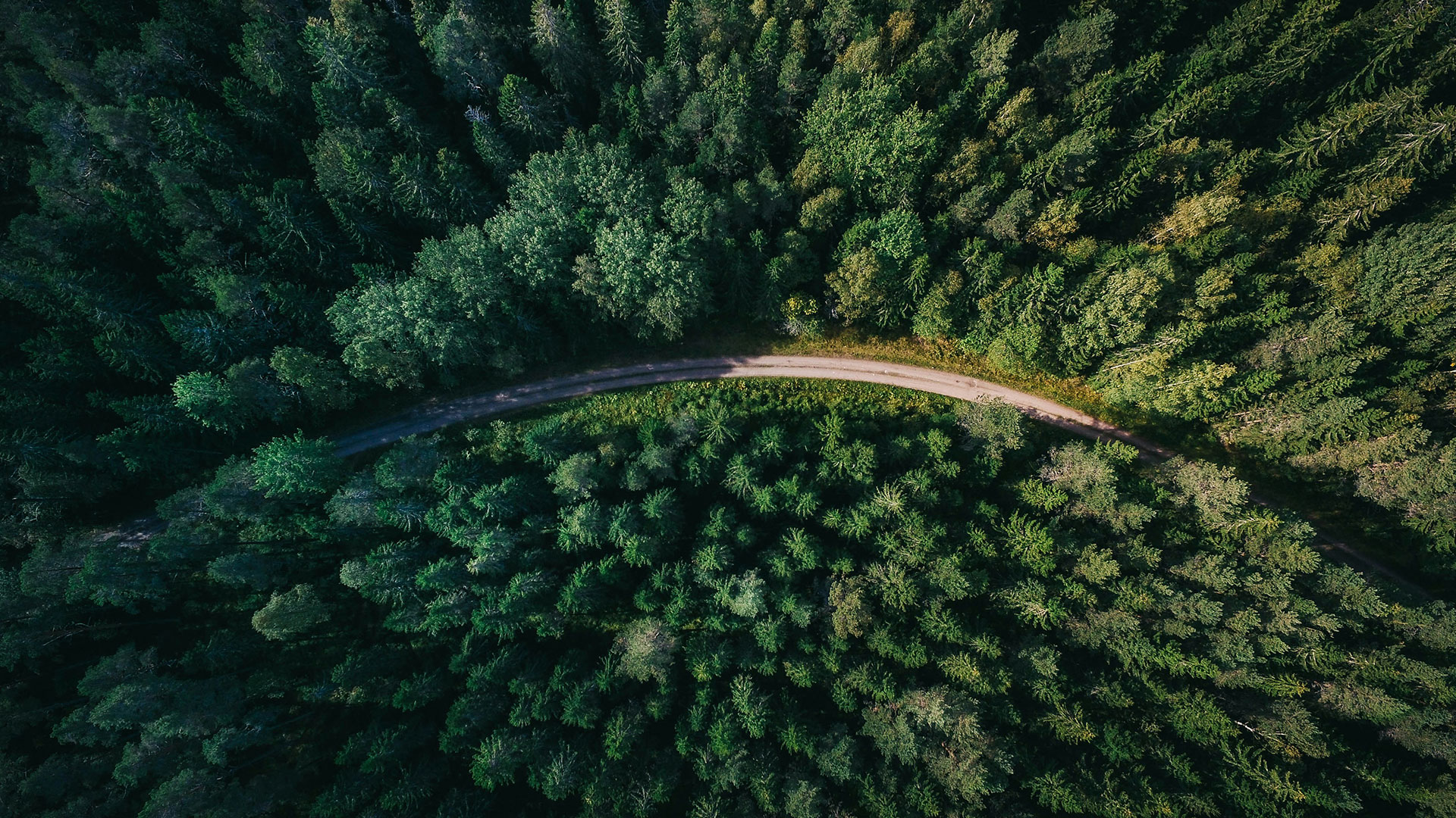 Une route sinueuse traversant une forêt verte dense, vue d'en haut.