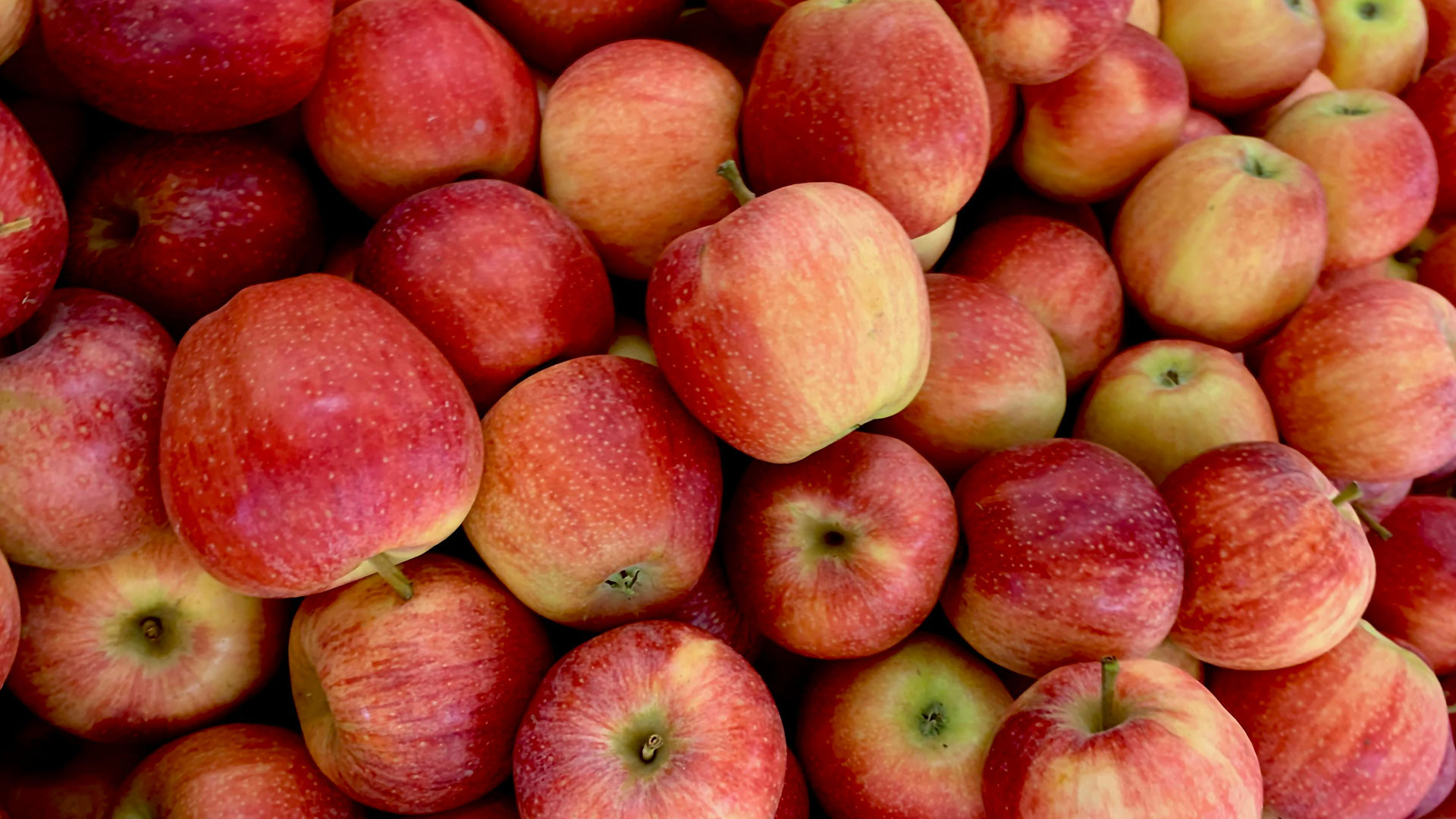 Un gros tas de pommes rouges fraîches empilées les unes sur les autres.